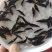 翘嘴鳜鱼苗饲料鳜鱼苗斑鳜鱼苗桂鱼苗\白桂鱼苗\