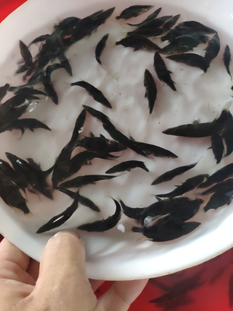 翘嘴鳜鱼苗饲料鳜鱼苗斑鳜鱼苗桂鱼苗\白桂鱼苗\