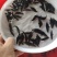 翘嘴鳜鱼苗饲料鳜鱼苗斑鳜鱼苗桂鱼苗\白桂鱼苗\
