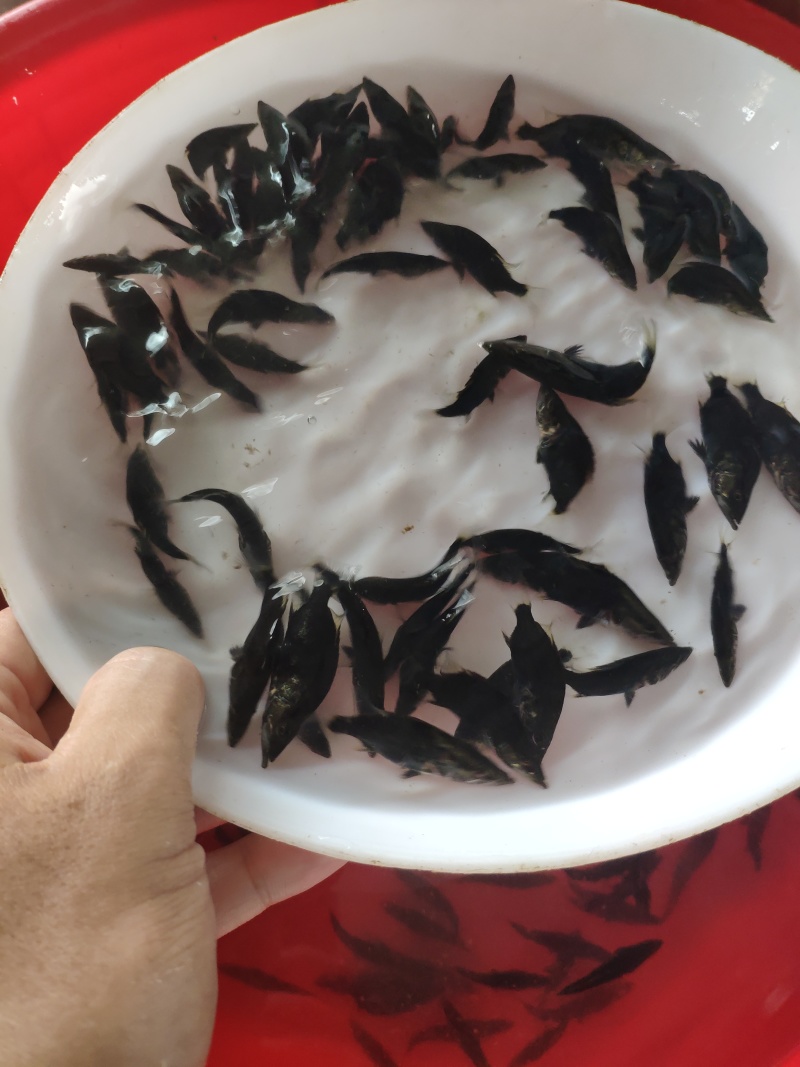 翘嘴鳜鱼苗饲料鳜鱼苗斑鳜鱼苗桂鱼苗\白桂鱼苗\