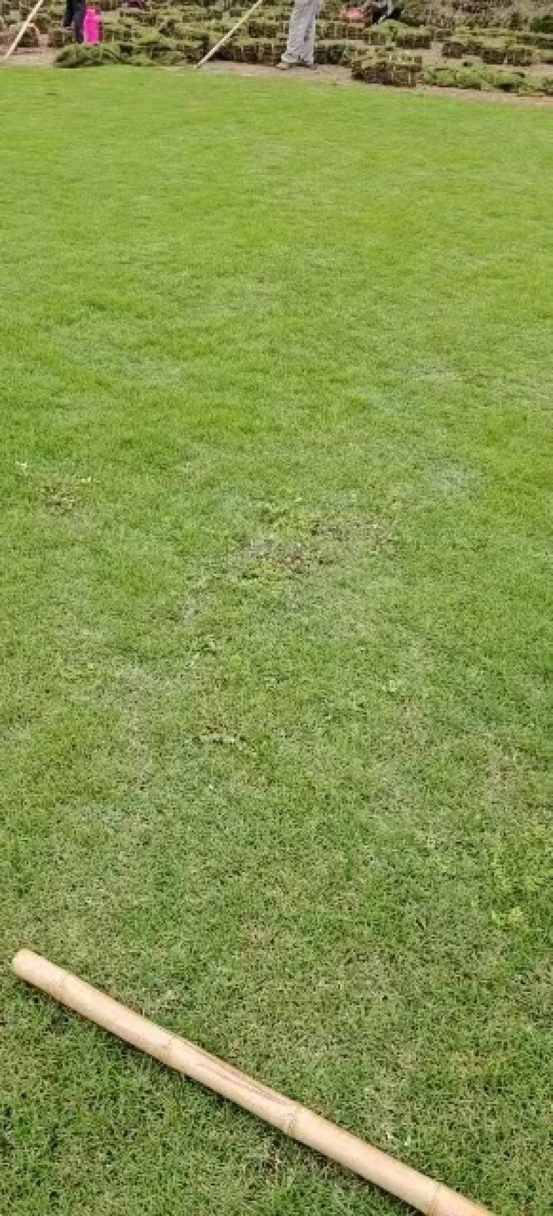 草坪，真草，马尼拉草坪草绿化工程庭院别墅适用，自产自销