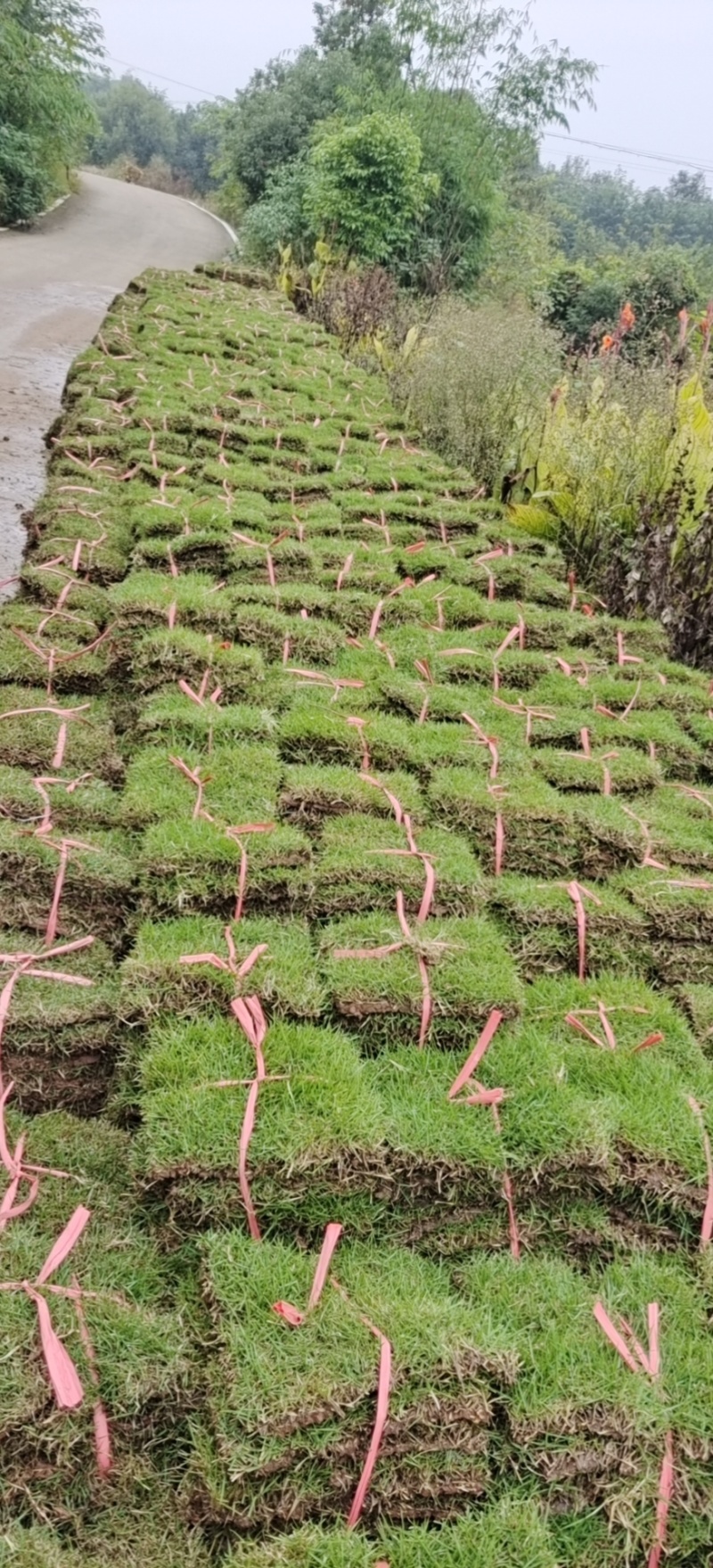 草坪，真草，马尼拉草坪草绿化工程庭院别墅适用，自产自销