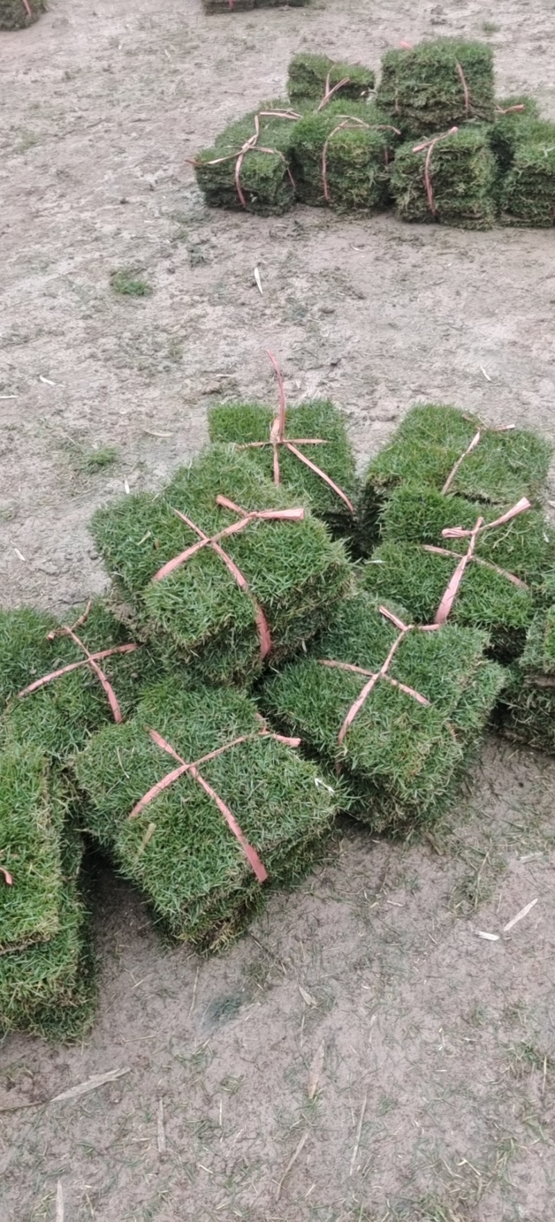真草草坪，细叶结缕草马尼垃草坪，基地培育，颜色亮全国发货