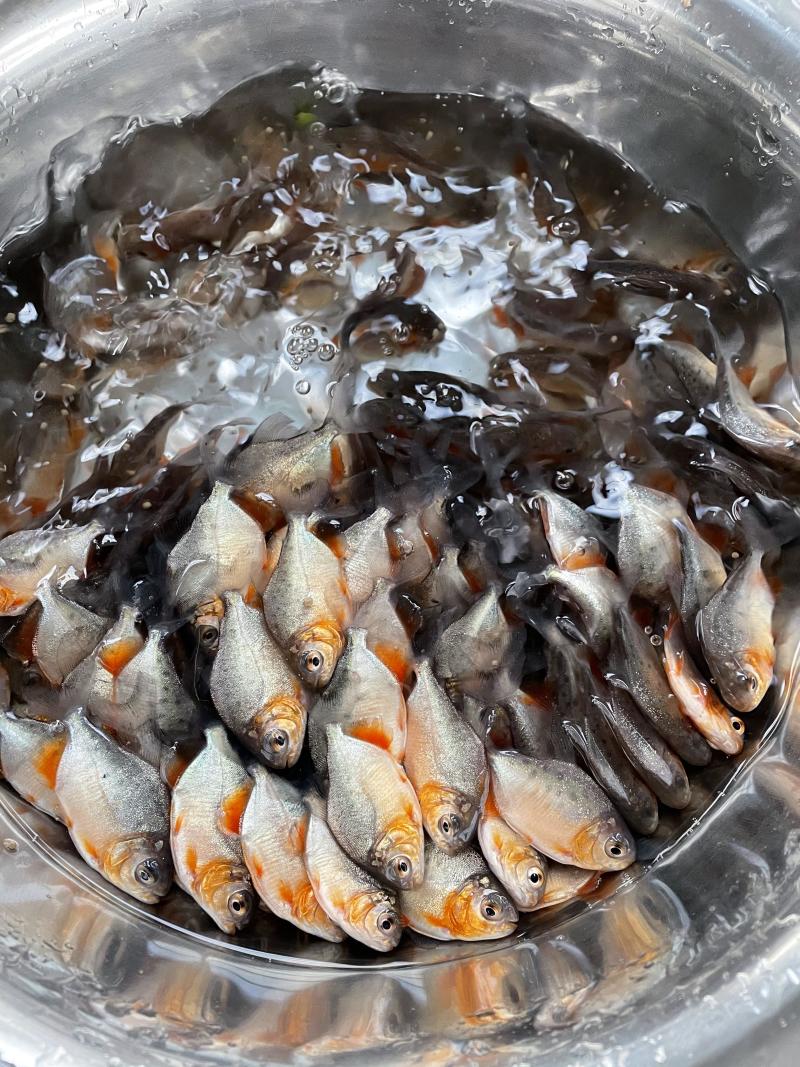 白鲳鱼苗/红鲳鱼苗/淡水鲳鱼苗/苗场供应\批发价