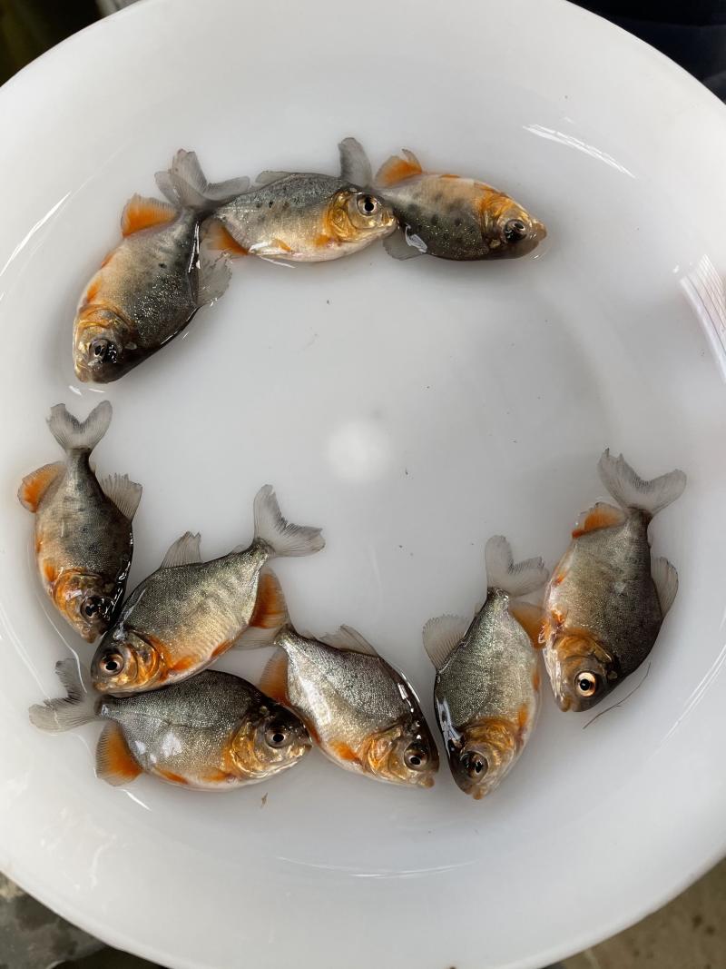 白鲳鱼苗/红鲳鱼苗/淡水鲳鱼苗/苗场供应\批发价