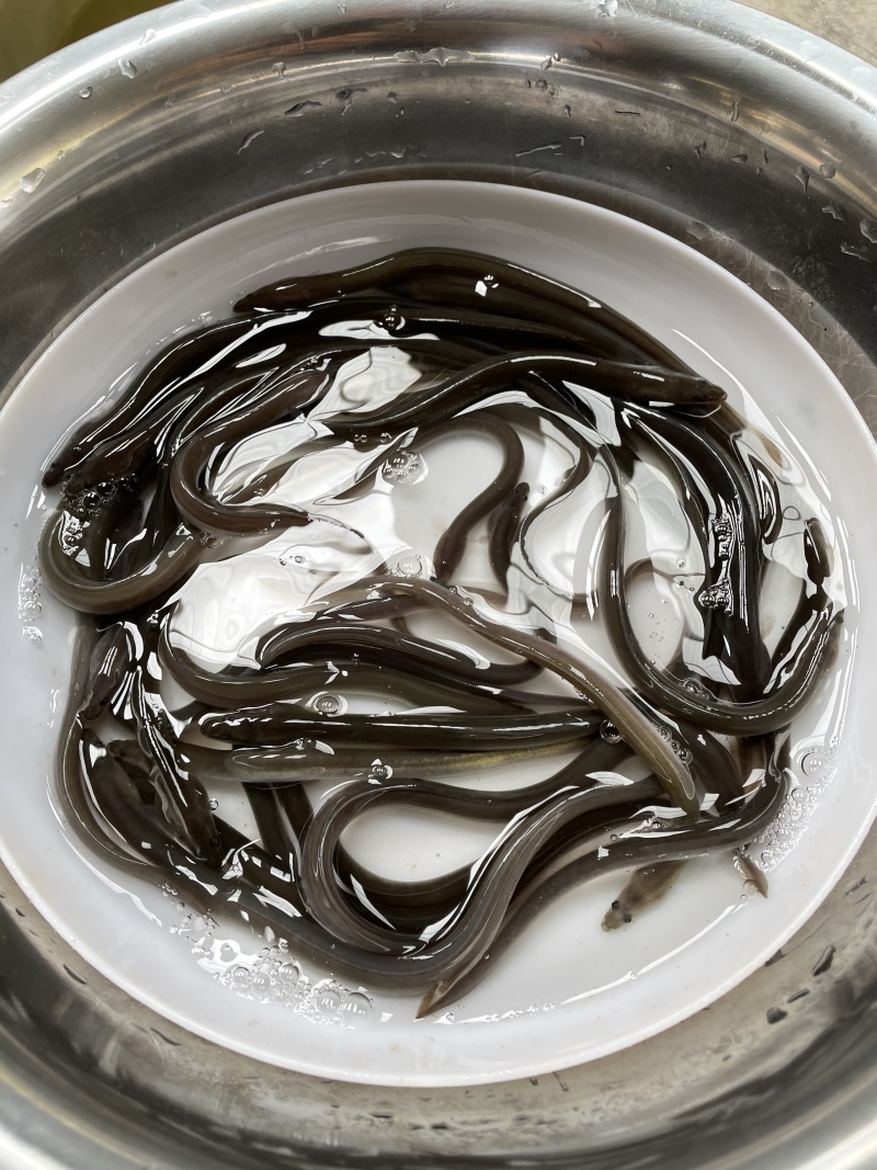 鳗鱼苗纯种抗病毒日本鳗白鳗苗欧州鳗美洲鳗白鳝苗