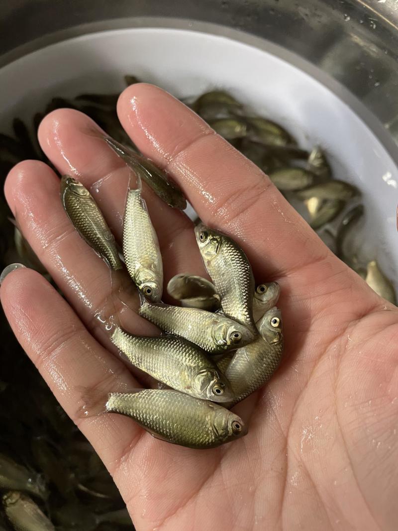 鲫鱼苗中科五号银鲫鱼苗纯种抗病毒抗疱子虫鲫鱼水花