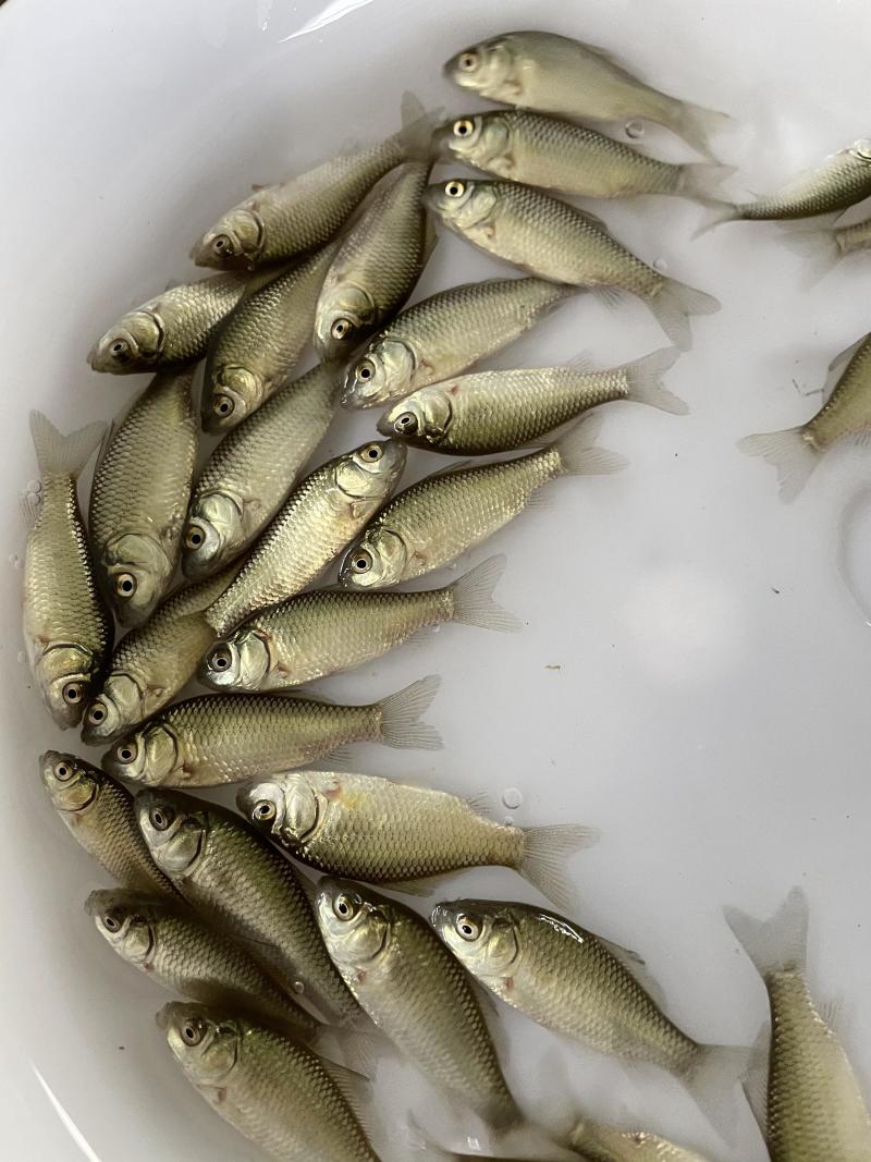 鲫鱼苗中科五号银鲫鱼苗纯种抗病毒抗疱子虫鲫鱼水花
