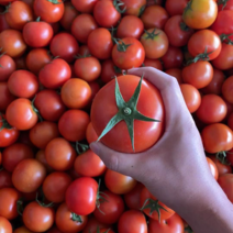 大红西红柿番茄硬粉西红柿，大棚种植弧三品质保证宜运输易保存