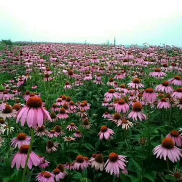 松果菊价格松果菊产地绿化用松果菊供应松果菊出售