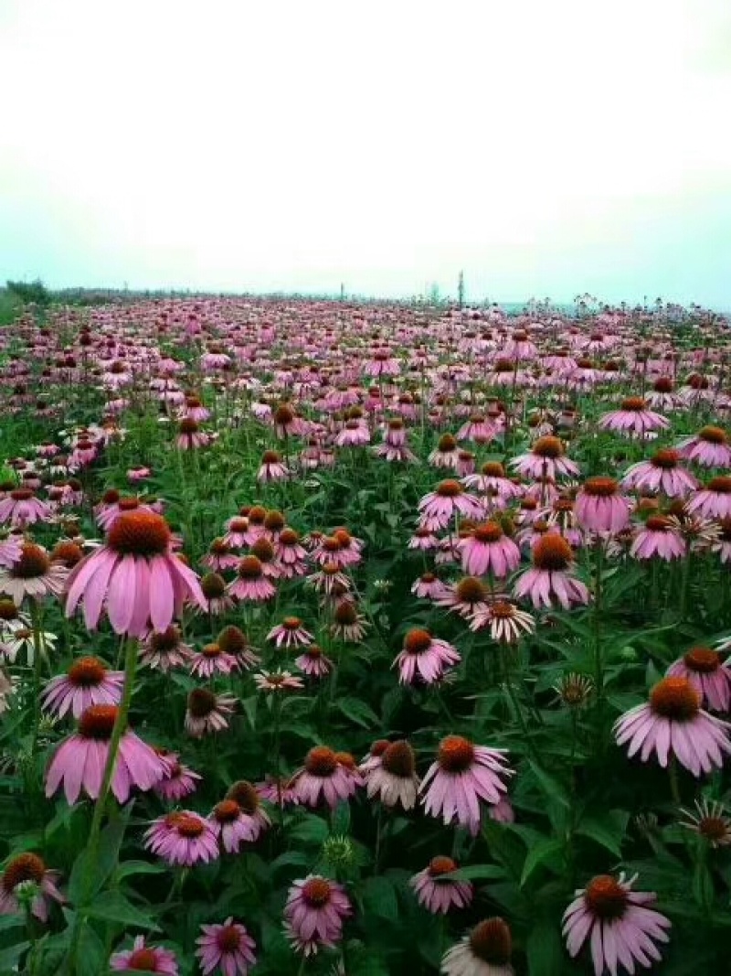 松果菊价格松果菊产地绿化用松果菊供应松果菊出售