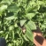 松果菊价格松果菊产地绿化用松果菊供应松果菊出售