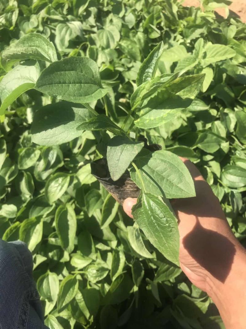 松果菊价格松果菊产地绿化用松果菊供应松果菊出售