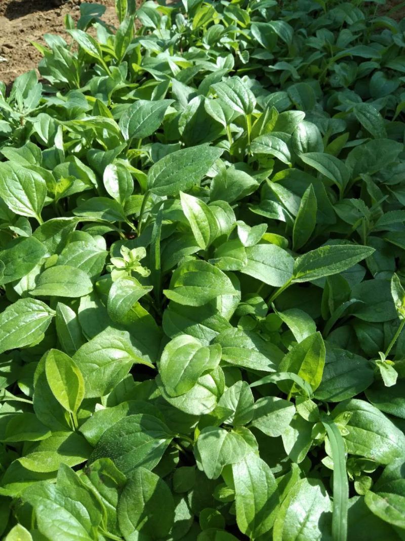 松果菊价格松果菊产地绿化用松果菊供应松果菊出售