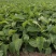 松果菊价格松果菊产地绿化用松果菊供应松果菊出售