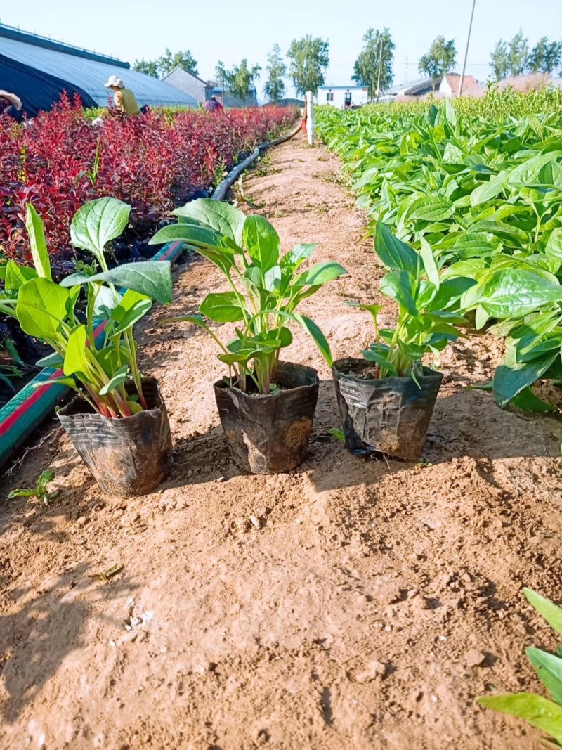 松果菊价格松果菊产地绿化用松果菊供应松果菊出售