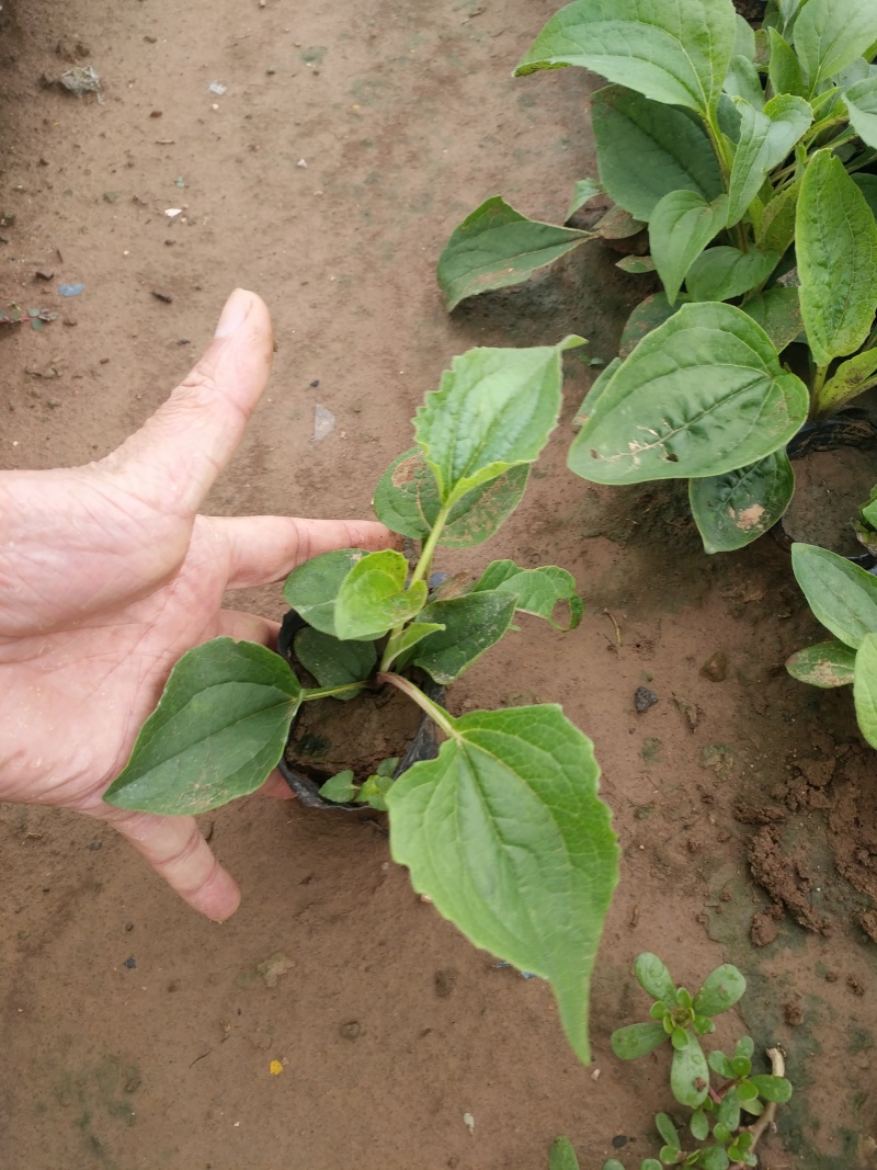 松果菊价格松果菊产地绿化用松果菊供应松果菊出售