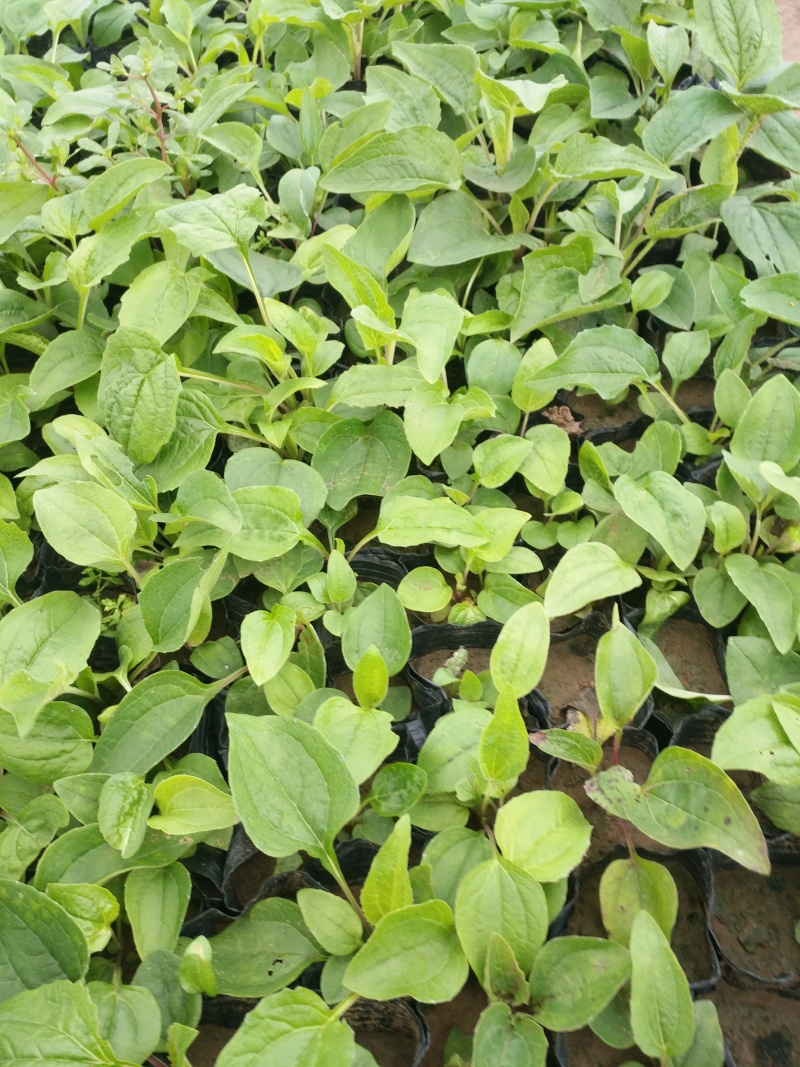 松果菊价格松果菊产地绿化用松果菊供应松果菊出售