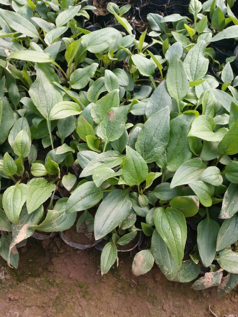 松果菊价格松果菊产地绿化用松果菊供应松果菊出售