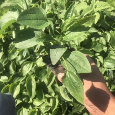 松果菊种植基地松果菊批发山东青州松果菊卖家松果菊