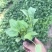 松果菊种植基地松果菊批发山东青州松果菊卖家松果菊
