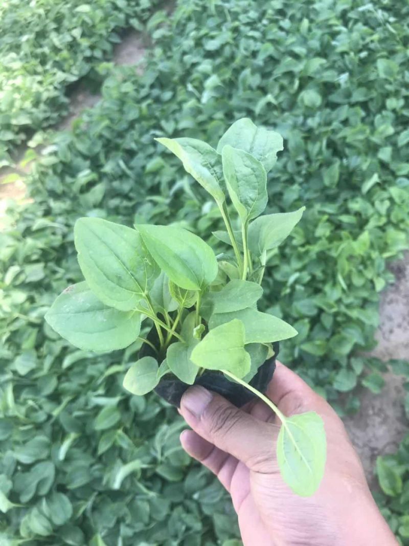 松果菊种植基地松果菊批发山东青州松果菊卖家松果菊