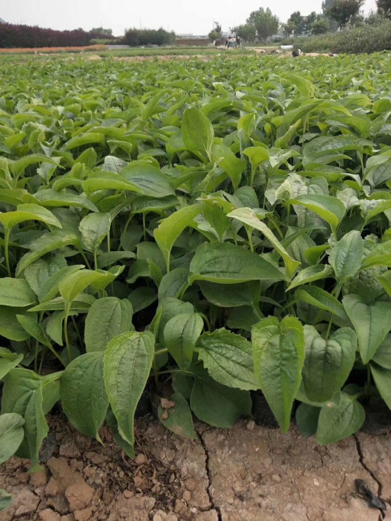 松果菊种植基地松果菊批发山东青州松果菊卖家松果菊