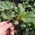 松果菊种植基地松果菊批发山东青州松果菊卖家松果菊