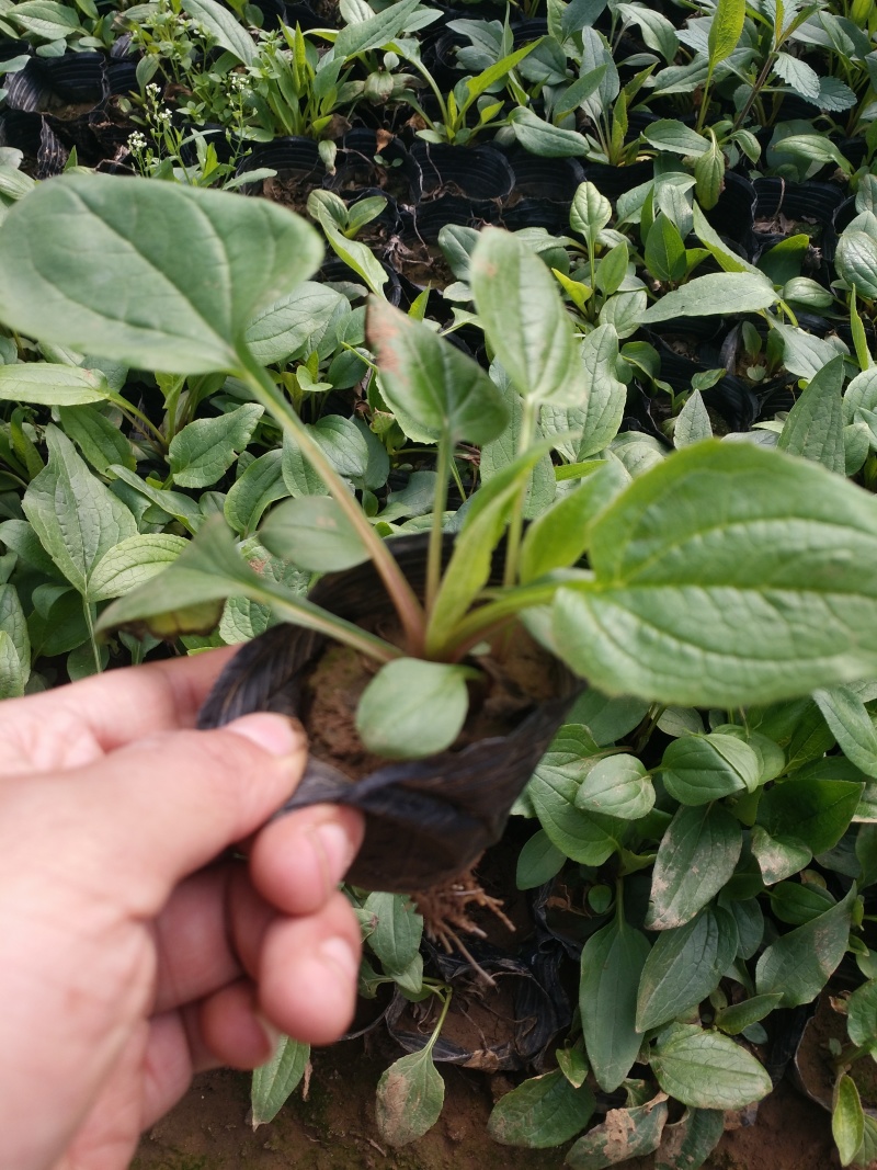 松果菊种植基地松果菊批发山东青州松果菊卖家松果菊