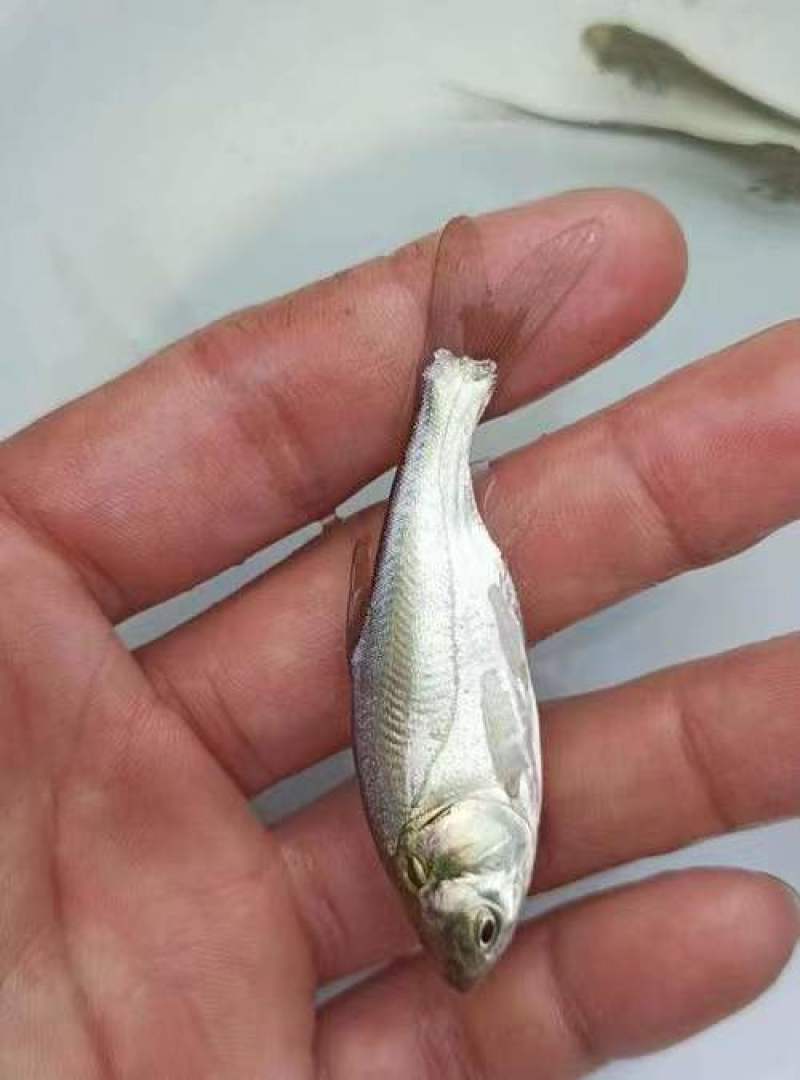 白鲢鱼苗\扁鱼苗\白鱼苗\饵料鱼苗\生长快\