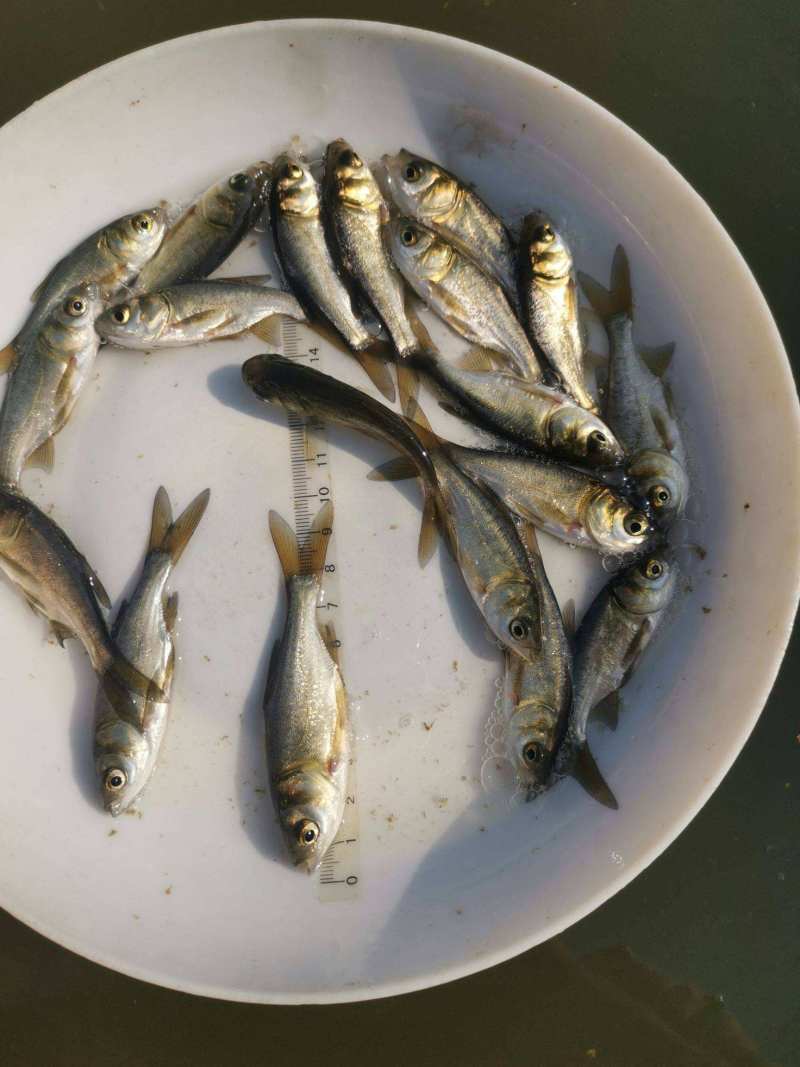 白鲢鱼苗\扁鱼苗\白鱼苗\饵料鱼苗\生长快\