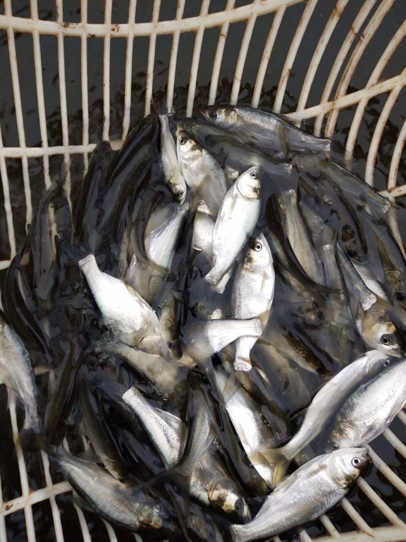 白鲢鱼苗\扁鱼苗\白鱼苗\饵料鱼苗\生长快\