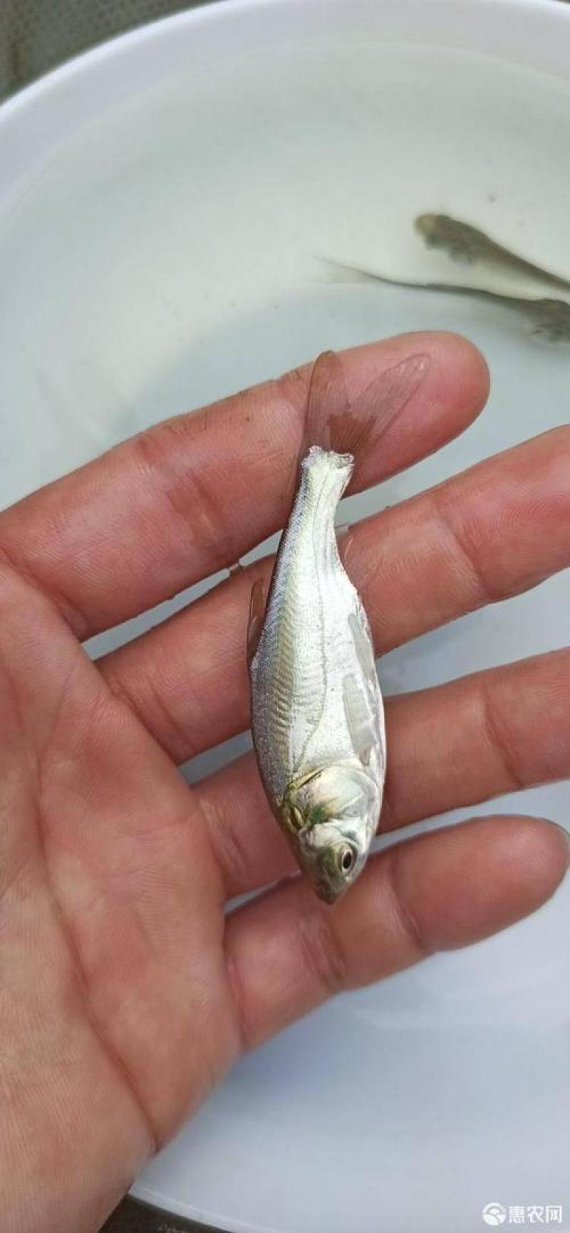 白鲢鱼苗\扁鱼苗\白鱼苗\饵料鱼苗\生长快\