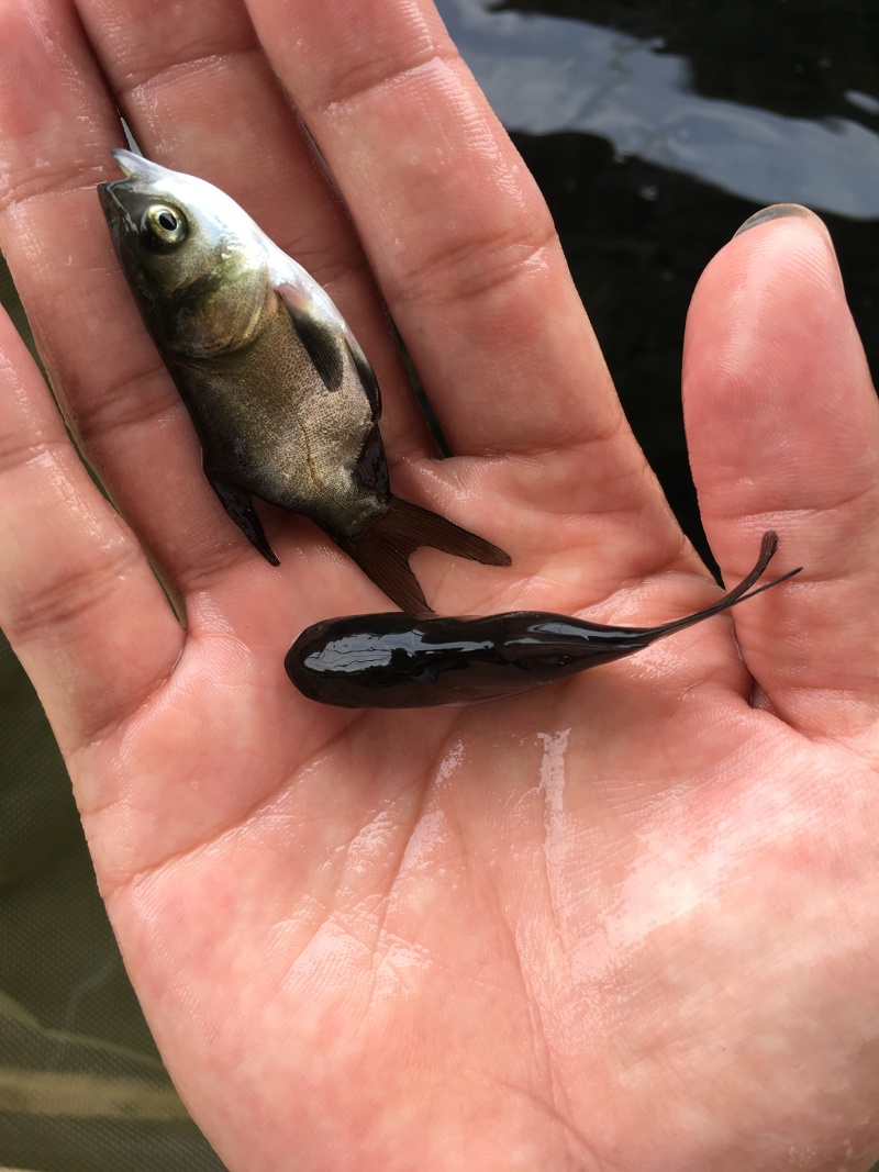 缩骨大头鱼苗\缩骨鳙鱼苗\缩骨花鲢鱼苗\价值高\生长快