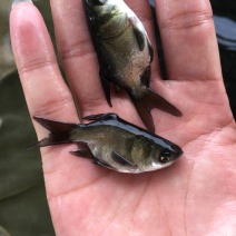 缩骨大头鱼苗\缩骨鳙鱼苗\缩骨花鲢鱼苗\价值高\生长快