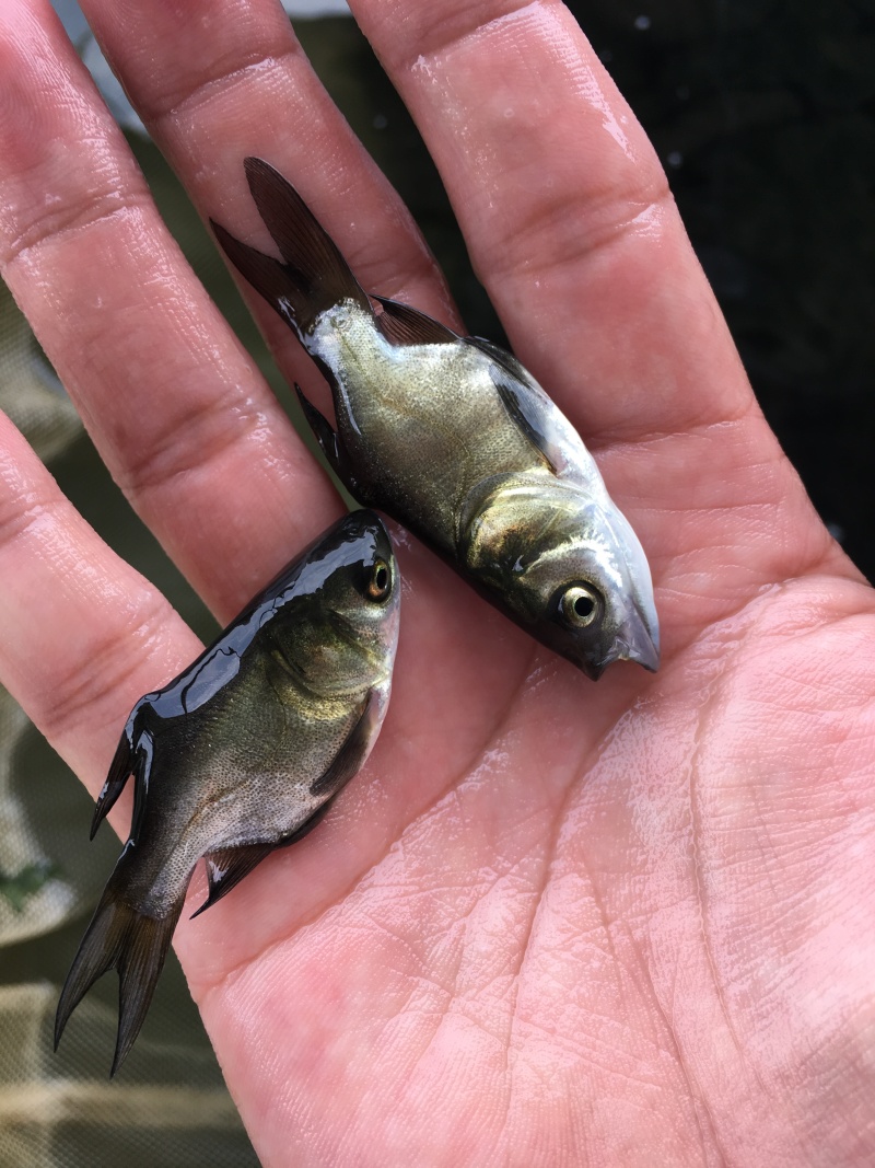 缩骨大头鱼苗\缩骨鳙鱼苗\缩骨花鲢鱼苗\价值高\生长快