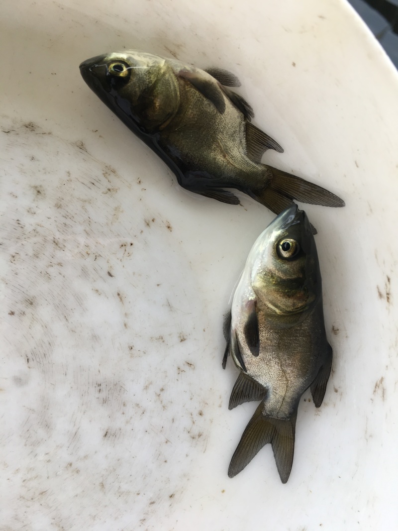 缩骨大头鱼苗\缩骨鳙鱼苗\缩骨花鲢鱼苗\价值高\生长快
