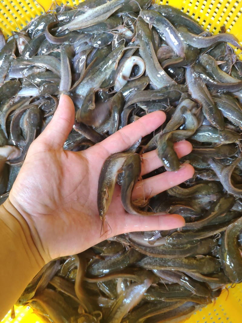 塘角鱼苗\本地塘鲺苗\本地鲶鱼苗胡子鲶鱼苗自产自销，包邮