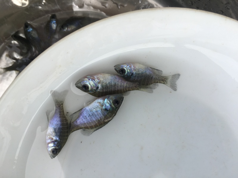太阳鱼苗\蓝鳃太阳鱼苗\杂交金边太阳鱼苗\密度高价格好