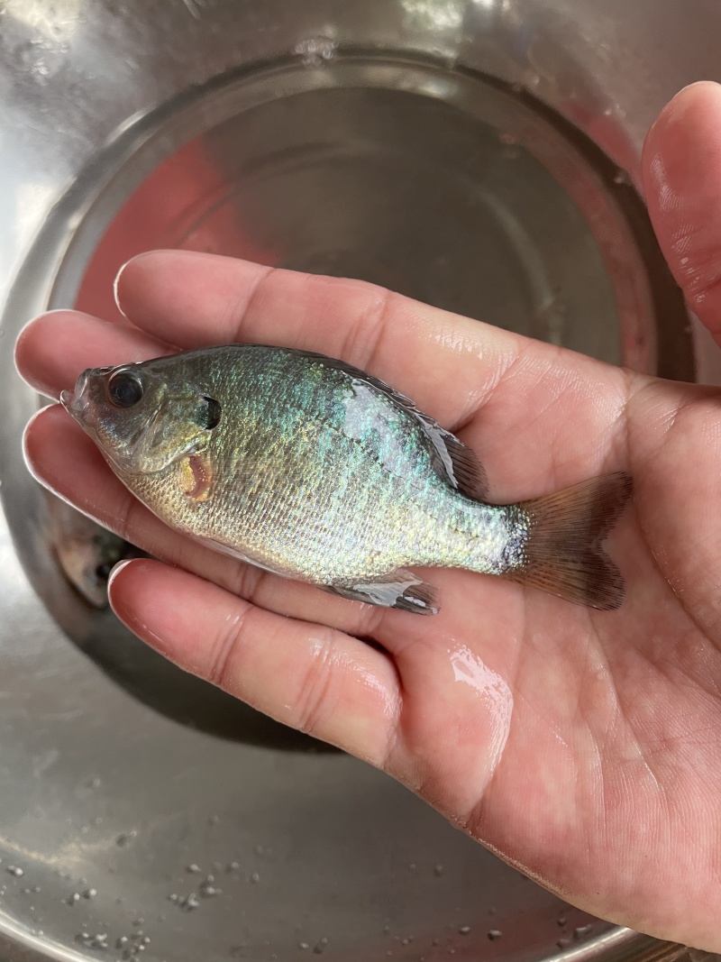 太阳鱼苗\蓝鳃太阳鱼苗\杂交金边太阳鱼苗\密度高价格好