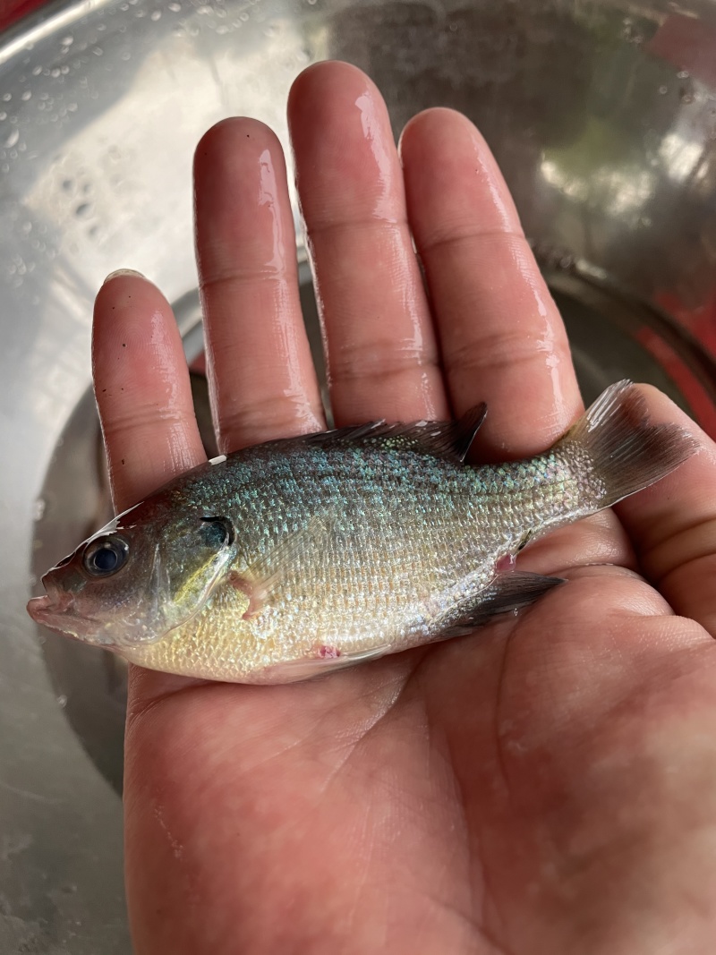 太阳鱼苗\蓝鳃太阳鱼苗\杂交金边太阳鱼苗\密度高价格好