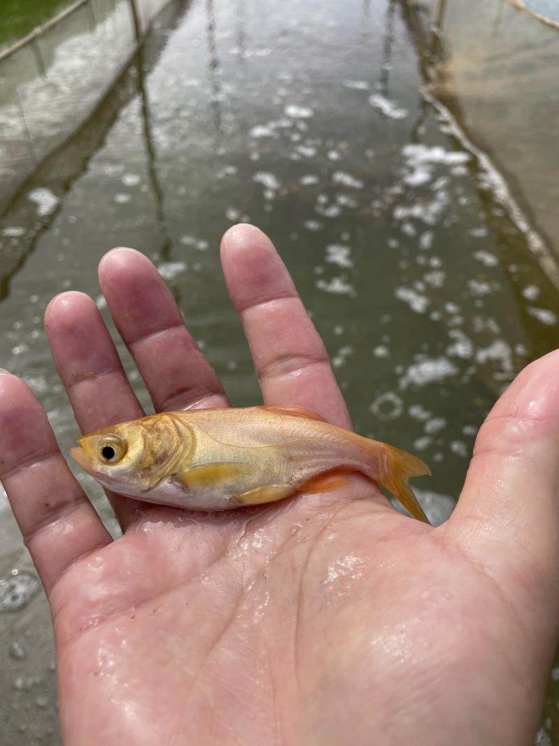 俄罗斯金大头鱼苗\金鳙鱼苗\金丝花鲢鱼苗\肉质好\快大