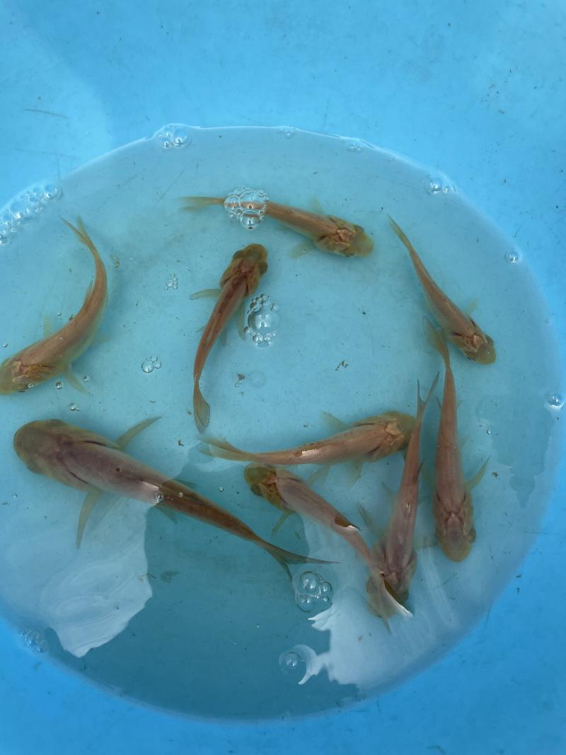 俄罗斯金大头鱼苗\金鳙鱼苗\金丝花鲢鱼苗\肉质好\快大