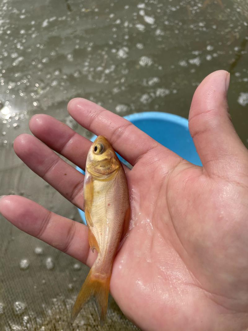 俄罗斯金大头鱼苗\金鳙鱼苗\金丝花鲢鱼苗\肉质好\快大