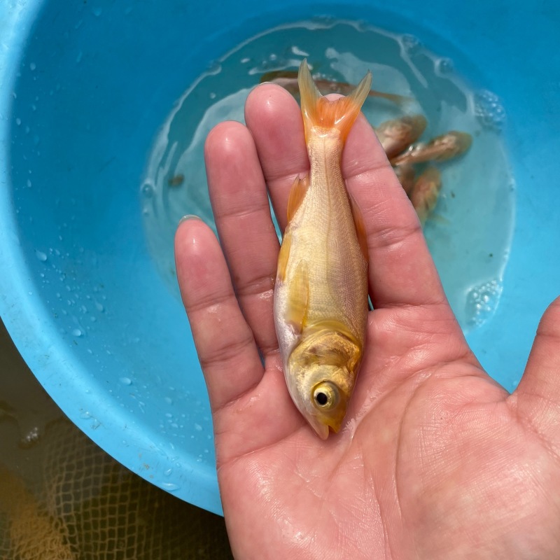 俄罗斯金大头鱼苗\金鳙鱼苗\金丝花鲢鱼苗\肉质好\快大