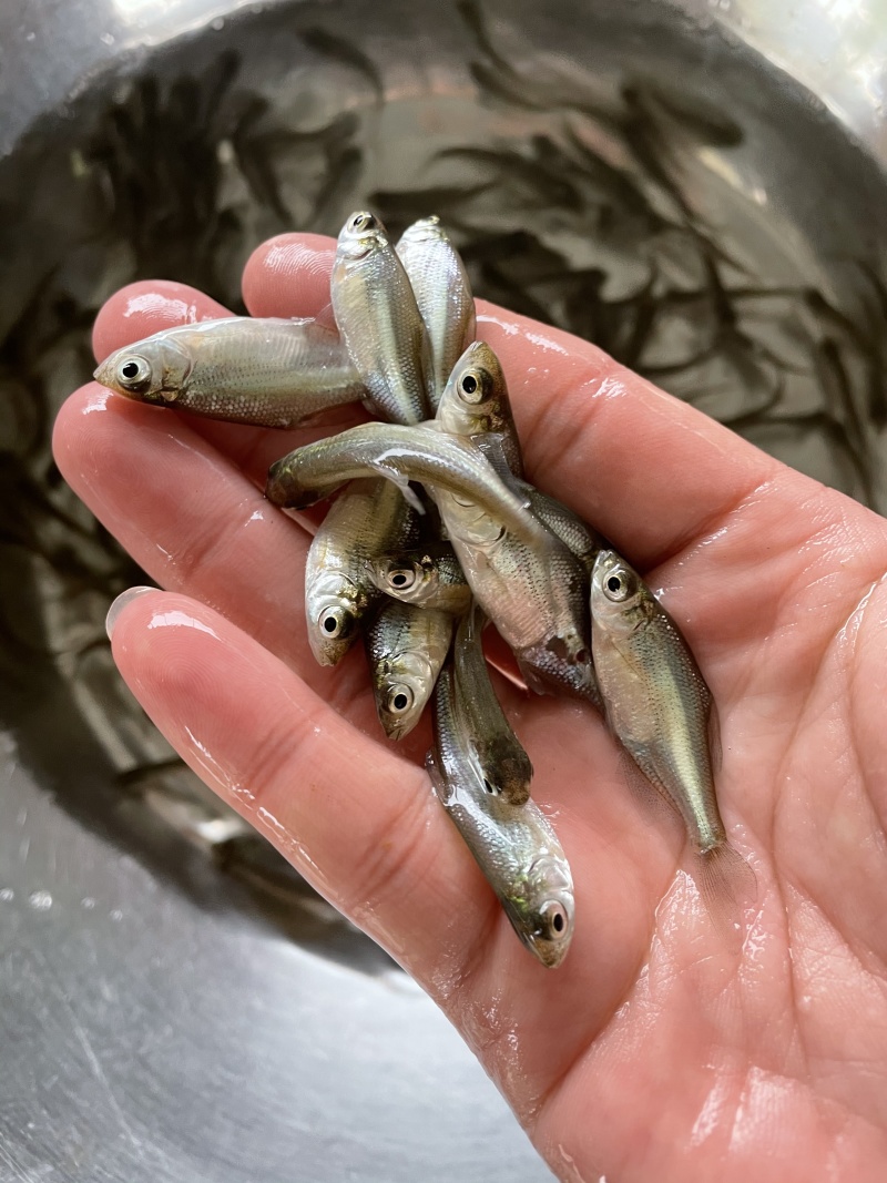 澳洲宝石鲈鱼苗\宝石斑鱼苗\抵抗力强\自产自销