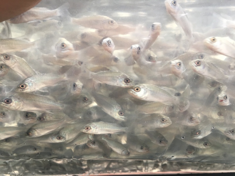 澳洲宝石鲈鱼苗\宝石斑鱼苗\抵抗力强\自产自销