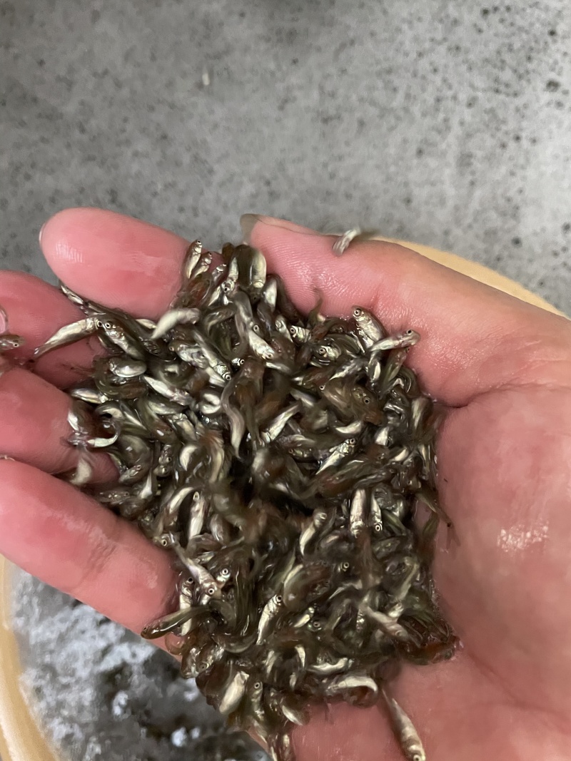 土鲮鱼苗\泰鲮鱼苗\麦鲮鱼苗\饵料鱼\鲮鱼水花\自产自销