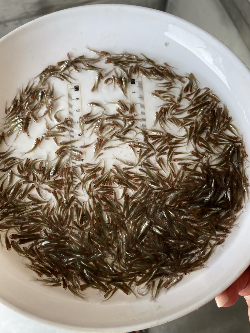 土鲮鱼苗\泰鲮鱼苗\麦鲮鱼苗\饵料鱼\鲮鱼水花\自产自销
