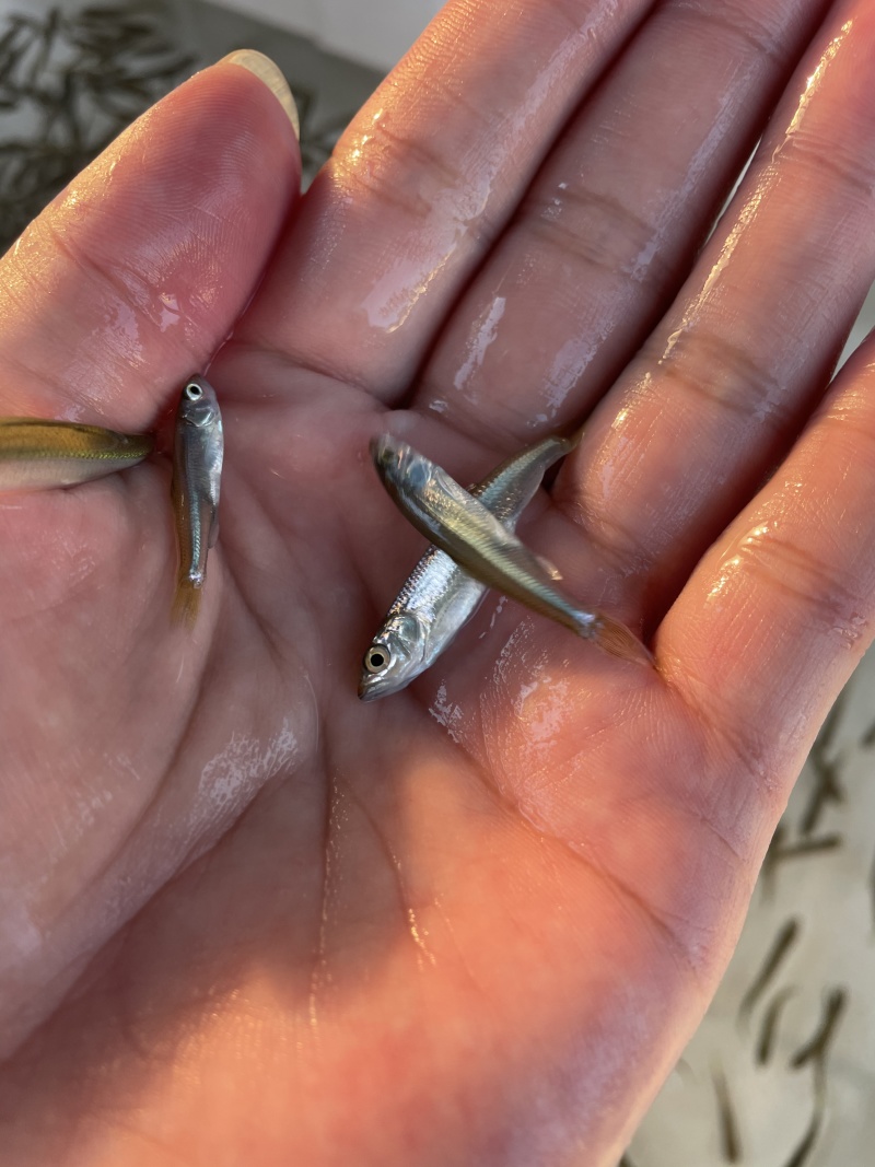 土鲮鱼苗\泰鲮鱼苗\麦鲮鱼苗\饵料鱼\鲮鱼水花\自产自销